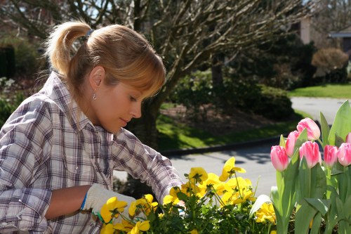 Tree care specialist inspecting a tree for surgery needs in Maryland